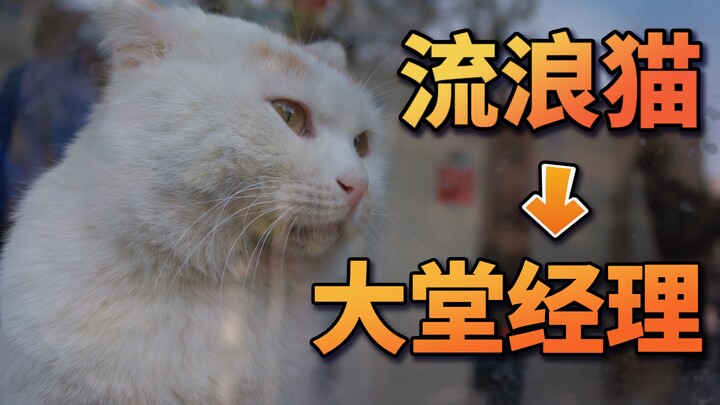 流浪猫被割蛋后赖在医院不走，还当上了大堂经理！