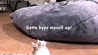 cat memes pt.1