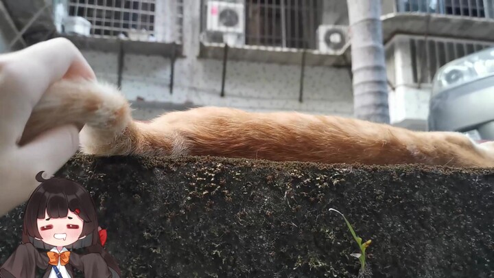 Lén lút sờ đuôi chú mèo khi ngủ say và cái kết bị phát hiện