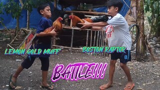 BOSTON RAPTOR VS LEMON GOLD MUFF    SPAR!!           JRP BACKYARD