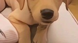Dogs FUNNY Video