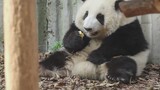 Cute Pandas Eating Apples