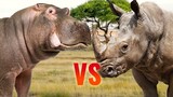 Hippo vs Rhino | SPORE
