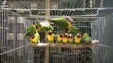 African lovebirds. green personata