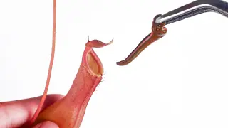 How about feeding live leeches to nepenthes? Can you digest it?