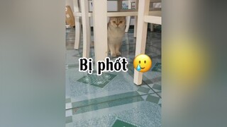 Thương con Cúc 4\ chưa 1 mảnh tình vắt vaiiii. Mà đồn đẻ á 😂😂😂😂 mèo cat