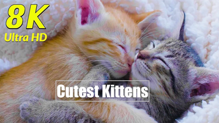 Cutest Kittens Cats in 8K UHD