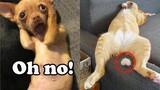 Try Not To Laugh - Funny Pets Reaction Videos | MEOW