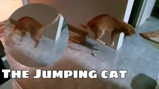 Funny cat jumping with a piece of feather!