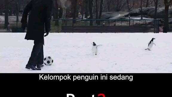 penguin part 2