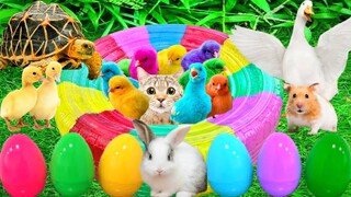 Catch Cute Chickens, Colorful Chickens, Cute Ducks, Rabbits, Funny Cats, Fish, Cute Animals #79