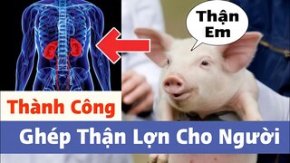 🔴NÓNG: Ghép Thành Công THẬN LỢN Cho NGƯỜI Tại Mỹ | Tin Vui Cho Mọi Người