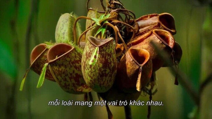 Những công viên quốc gia kỳ diệu EP 5 [Sub Việt]