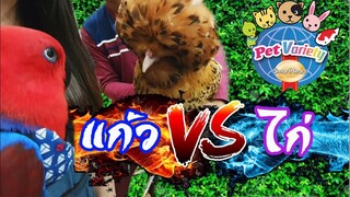 รีวิวนกแก้ว:  Pet Variety 2019 EP.82