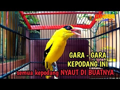 KICAU SUARA kepodang emas gacor MENCARI LAWAN ini AHLINYA MENJADIKAN burung kepodang NYAUT SEKETIKA