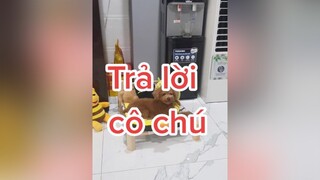 Trả lời  Cảm ơn chú Nghĩa và các cô chú đã luôn theo dõi và ủng hộ gia đình Hạt Dẻ HatDe TeamHatDe thucung 강아지 DogTraining Dog