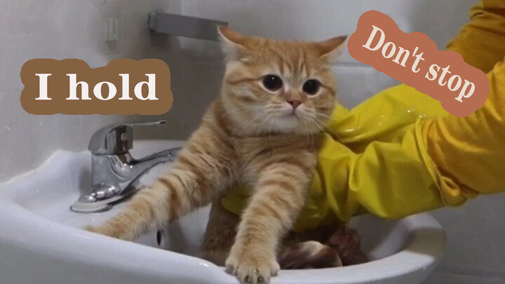 การอาบน้ำครั้งแรกของแมวส้มแสนเรียบร้อย