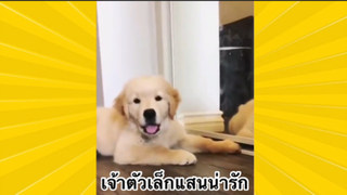 สัตว์เลี้ยงเพื่อนขนปุย : เจ้าตัวเล็กแสนน่ารัก