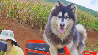 [Dogs] The Alaskan Hanging Out With Owner!