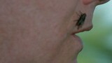 ตอนที่ห้าของซีซั่นที่สามของ "X-Files" นักโทษประหารที่เกิดใหม่จะนำแมลงวันมาทุกครั้งที่ปรากฏตัว