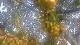 Durian Berbuah Lebat Setelah pake Pupuk Pillow Selow Release