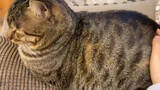 [Hewan]Video Mengelus Kucing