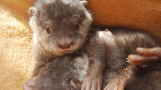 😍Adorable Baby Otters tossing, turning #otters #babyotters