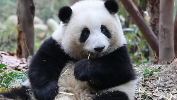 [Panda] Terima kasih atas bambumu!