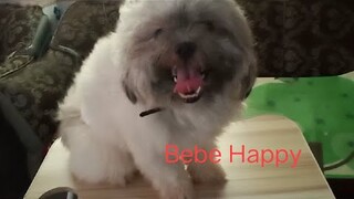 Bebe Happy the Shih Tzu | Daily Life -ngungulit na naman