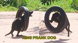 Wow ! New Prank Ring Prank Dog very Funny try not to laugh @Mister FunTube