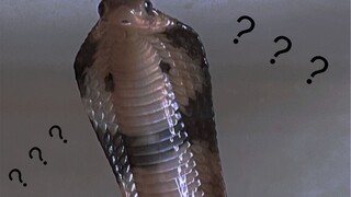 (สัตว์เลื้อยคลาน) งูเห่าหม้อ ปฏิกิริยาการตอบสนองด้วยหัวแบนๆ ของมัน