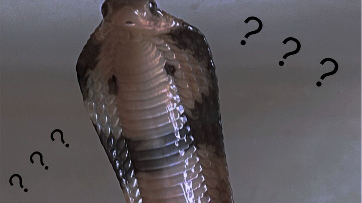 [Hewan Merayap] [Kobra kaca-tunggal] Peradangan kepala datar