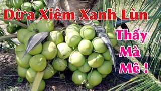 Lần đầu thấy Vườn dừa Xiêm xanh lùn giống Thái Lan tại Việt Nam. Chỉ nhìn thôi đã mê ngay
