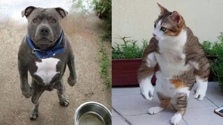 🐱 Funny cats and dogs compilation 😂 Funny pets video
