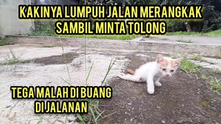 Anak Kucing Lumpuh Menangis Merangkak Minta Tolong Karena Di Buang Di Jalanan..!