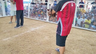 Sabungan sa Siain Quezon opening Lose 3rd Fight