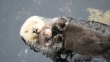 【Animal Circle】Baby otter floating on its mother's arms