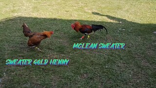 SWEATER GOLD HENNY VS MCLEAN SWEATER SPAR!!