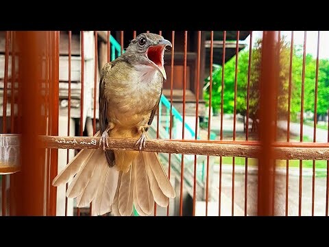 Masteran Kapas Tembak Suara Jernih
