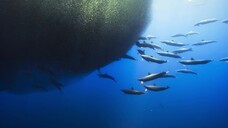 [Tập 5 - Thuyết Minh] Đại dương sâu thẳm 2 - Blue Planet 2 E05