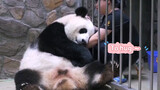 Giant Panda asks for a cuddle