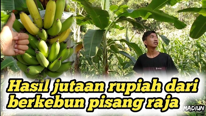 MERAUP HASIL JUTAAN RUPIAH DENGAN BERKEBUN PISANG RAJA MODERN || KEBUN PISANG RAJA