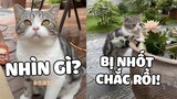 IQ của Đao Lạc thật không thể xem thường nha 😂. | Pets TV