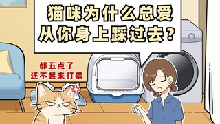 猫咪喜欢踩你的真正原因