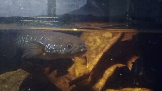 ikan