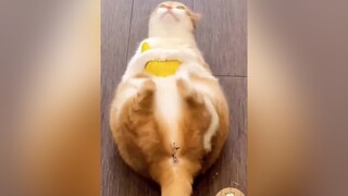 Tập thể dục nào pet cat Love foryou