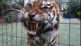 Diego eats a double portion on his diet, with a huge roar!