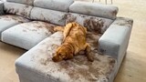 Dog Makes Muddy Mess 😮🤣 FUNNIEST Dog Videos