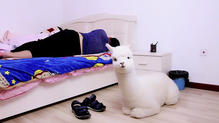 What happens when you sleep in the same room with alpacas?