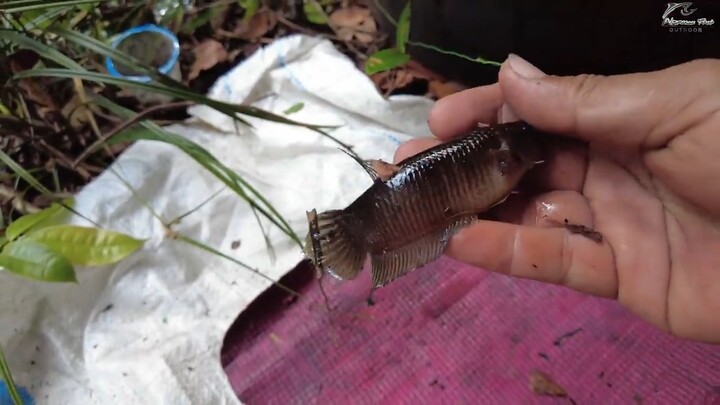 mancing di sumur gaes jackpot cupang gedeeee gaesss,,,  - vlog